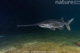 Image result for Polyodon spathula