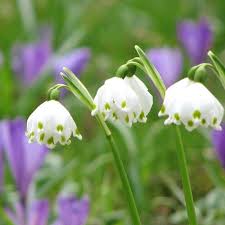 Attēlu rezultāti vaicājumam “Leucojum vernum var. vernum flower”