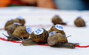 Image result for World Snail Racing Championships