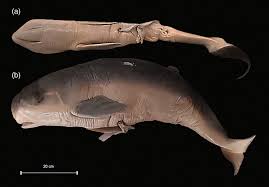 Image result for Kogia breviceps