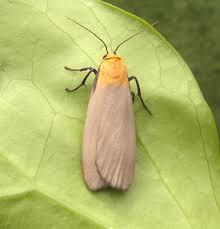 Attēlu rezultāti vaicājumam “Lithosia quadra male”