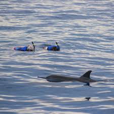 Image result for Durley Dolphin Diver