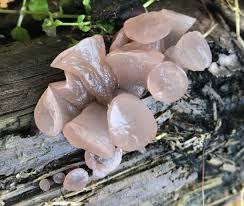 Attēlu rezultāti vaicājumam “Neobulgaria pura”