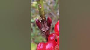 Attēlu rezultāti vaicājumam “Viburnum opulus bud”