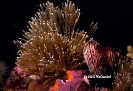 Attēlu rezultāti vaicājumam “Abietinella abietina var. hystricosa”