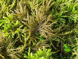 Attēlu rezultāti vaicājumam “Thamnobryum alopecurum”