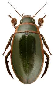 Attēlu rezultāti vaicājumam “Dytiscus sp.”