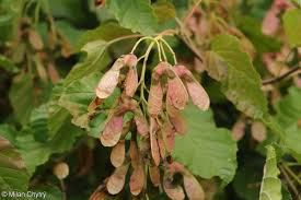 Attēlu rezultāti vaicājumam “Acer tataricum fruit”