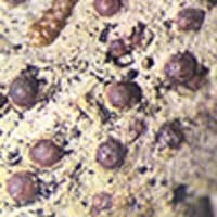 Attēlu rezultāti vaicājumam “Thelopsis rubella”