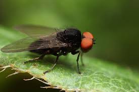 Attēlu rezultāti vaicājumam “Platypezidae”