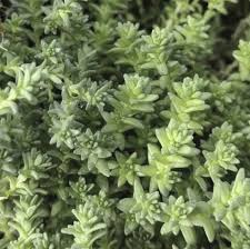 Attēlu rezultāti vaicājumam “Sedum acre”