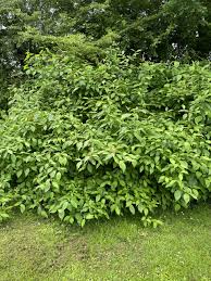 Attēlu rezultāti vaicājumam “Cornus sanguinea”