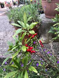 Attēlu rezultāti vaicājumam “Daphne mezereum fruit”