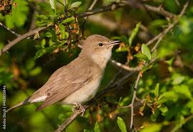 Attēlu rezultāti vaicājumam “Sylvia borin”
