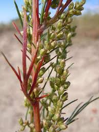 Attēlu rezultāti vaicājumam “Artemisia campestris bud”