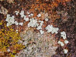 Attēlu rezultāti vaicājumam “Lecanora muralis”