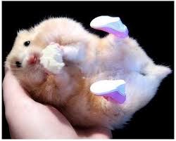 http://t0.gstatic.com/images?q=tbn:ANd9GcTXkO1AO-NLGFuu0ClCQ7aO55-D1L8i38q7ZxfZvNWKOzXvaDlyBQ