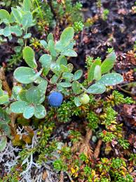 Attēlu rezultāti vaicājumam “Vaccinium uliginosum bud”