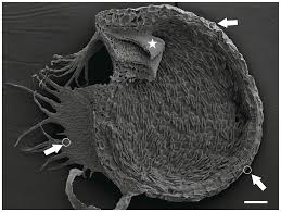 Attēlu rezultāti vaicājumam “Utricularia x neglecta”