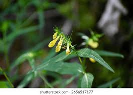 Attēlu rezultāti vaicājumam “Melampyrum pratense flower”