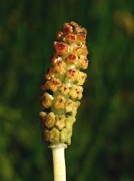 Attēlu rezultāti vaicājumam “Equisetum palustre”