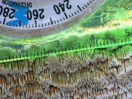 Attēlu rezultāti vaicājumam “Antrodia sinuosa”