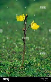 Attēlu rezultāti vaicājumam “Utricularia vulgaris flower”