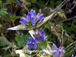 Attēlu rezultāti vaicājumam “Gentianaceae”