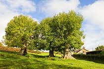 Attēlu rezultāti vaicājumam “Hymenoscyphus fraxineus”