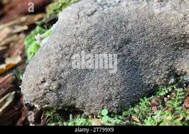 Attēlu rezultāti vaicājumam “Siphoptychium violaceum”