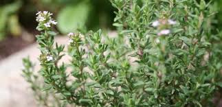 Image result for Thymian