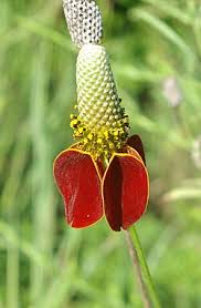Image result for Ratibida columnifera