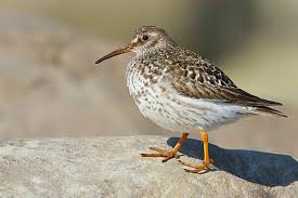 Attēlu rezultāti vaicājumam “Calidris maritima”