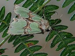 Attēlu rezultāti vaicājumam “Staurophora celsia”