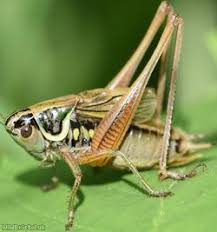 Attēlu rezultāti vaicājumam “Metrioptera roeselii”