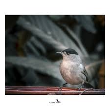 Attēlu rezultāti vaicājumam “Sylvia atricapilla male”