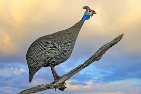 Attēlu rezultāti vaicājumam “Numida meleagris”