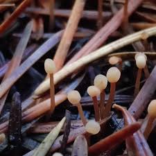 Attēlu rezultāti vaicājumam “Macrotyphula juncea”