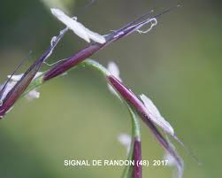 Attēlu rezultāti vaicājumam “Nardus stricta fruit”