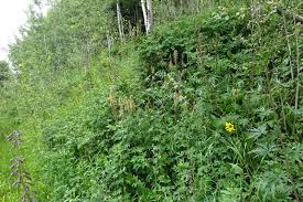 Attēlu rezultāti vaicājumam “Colloderma robustum young”