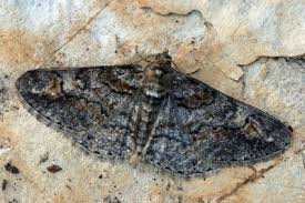 Attēlu rezultāti vaicājumam “Cleora cinctaria”