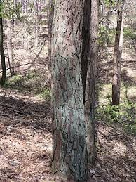 Attēlu rezultāti vaicājumam “Lepraria incana”