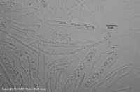 Attēlu rezultāti vaicājumam “Ombrophila violacea”