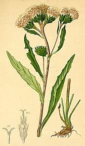 Attēlu rezultāti vaicājumam “Saussurea esthonica leaf”