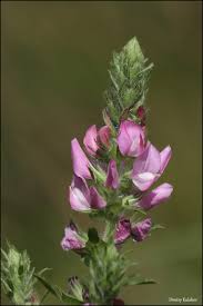 Attēlu rezultāti vaicājumam “Ononis arvensis flower”