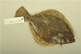 Image result for Platichthys flesus