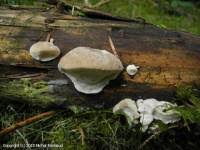 Attēlu rezultāti vaicājumam “Postia tephroleucus”