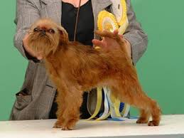 Image result for brüsseler giffon