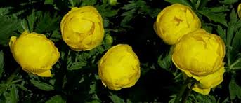 Attēlu rezultāti vaicājumam “Trollius europaeus flower”