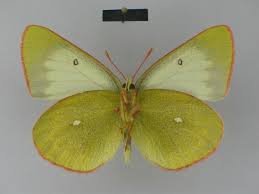 Attēlu rezultāti vaicājumam “Colias palaeno female”